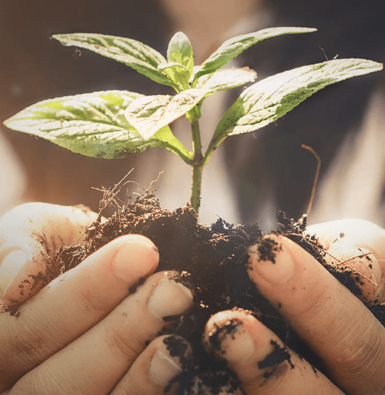 Hydrogel-fortified seedling